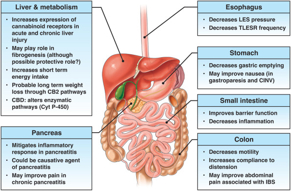 How THC Supports Appetite, Digestion, and Metabolism?